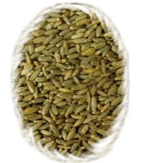 Žitný slad, Rye Malt
